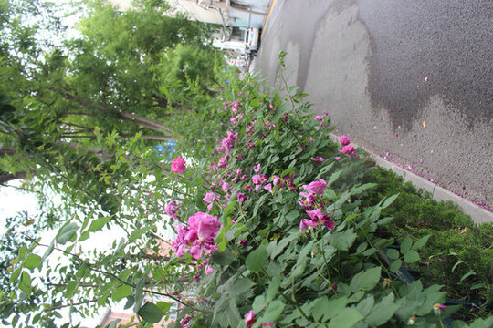 盛開(kāi)的薔薇