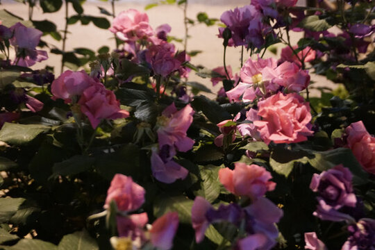 盛開的薔薇