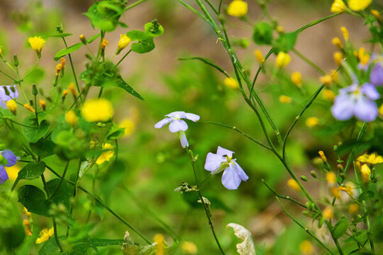 二月蘭諸葛菜二月藍小紫花