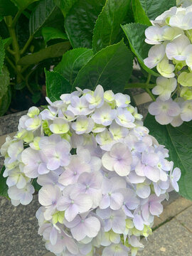 繡球花