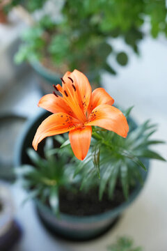 百合花