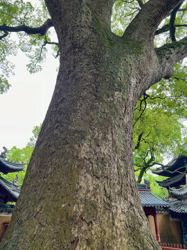普陀山普濟寺古樟樹