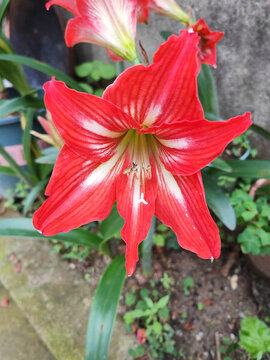朱頂紅