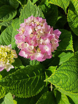 繡球花無盡夏