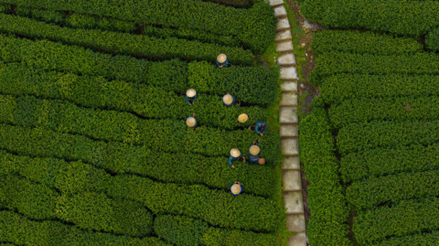 杭州梅家塢龍井茶園采茶工采茶