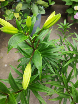 百合花苞