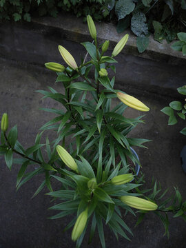 百合花苞