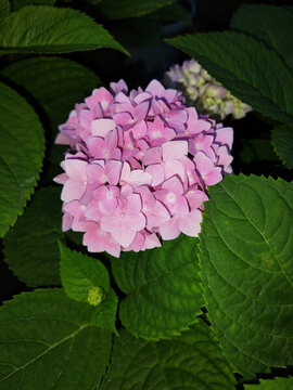 繡球花無(wú)盡夏