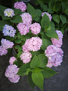 繡球花無(wú)盡夏