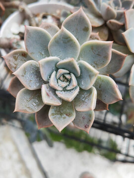 多肉植物