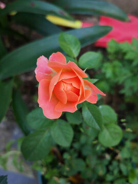 月季花果汁陽(yáng)臺(tái)