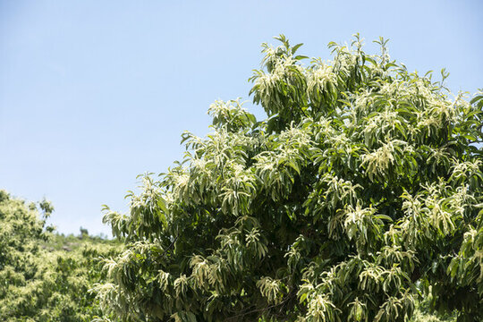 板栗花開(kāi)