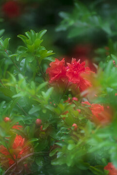 石榴花