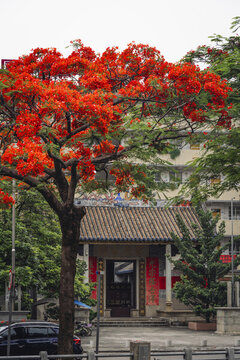 廈滘郭氏宗祠前的鳳凰花