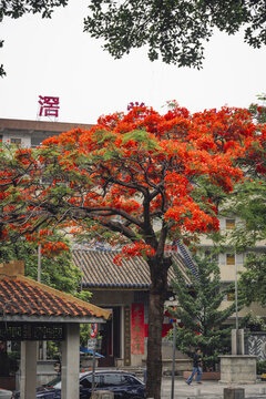 廈滘郭氏宗祠前的鳳凰花