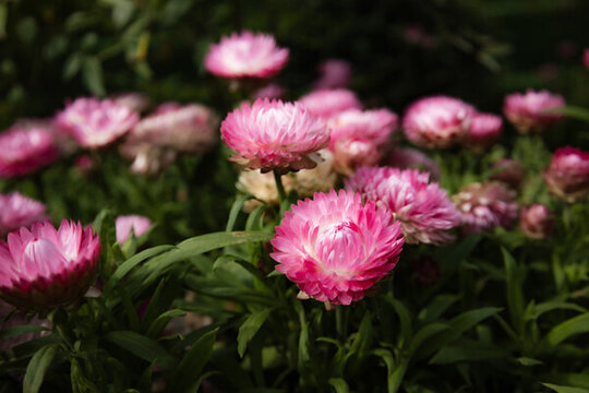 蠟菊