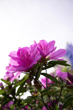 杜鵑花