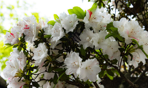 杜鵑花