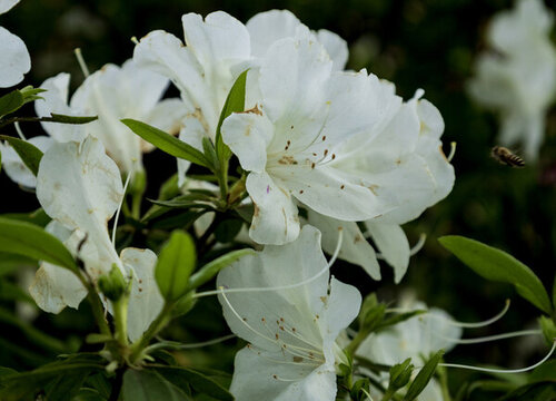 白杜鵑花