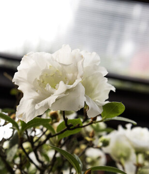 白杜鵑花
