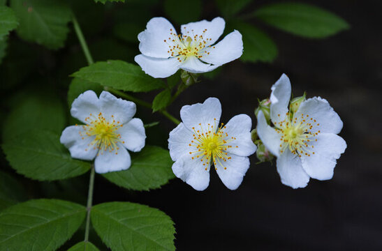 野薔薇花