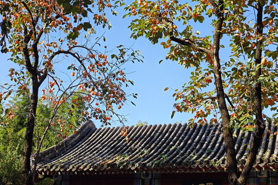 古代建筑柿子滿枝頭