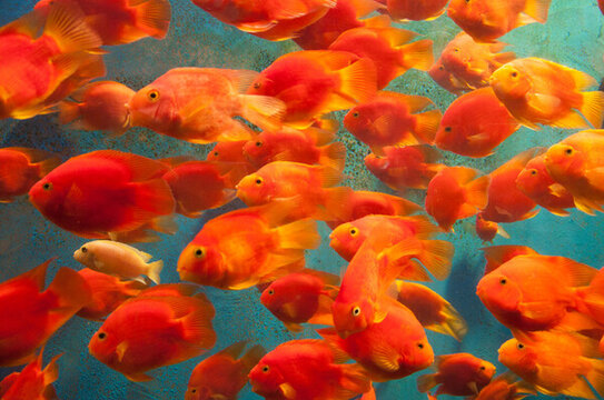 鸚鵡魚