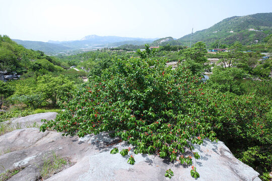 櫻桃樹