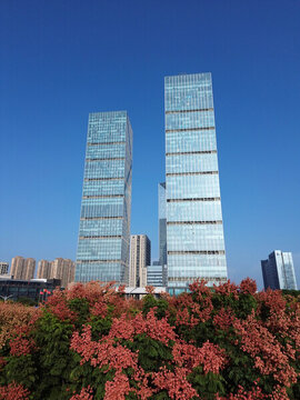 城市中的欒樹花開