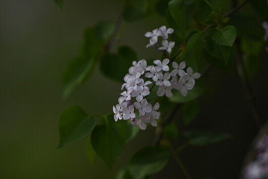 春天丁香花花開