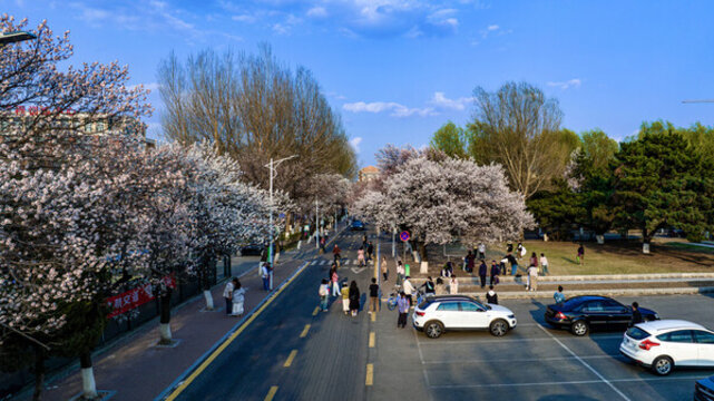 杏花盛開的吉林大學(xué)南嶺校區(qū)景觀