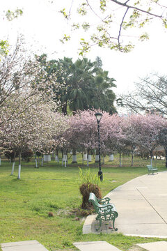 光華公園垂絲海棠