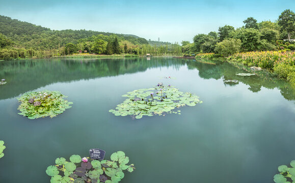 南寧青秀山葉子花園全景