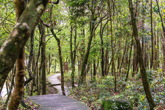 林間小路