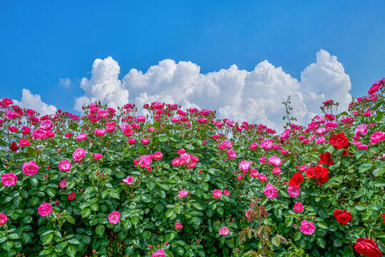 月季花園