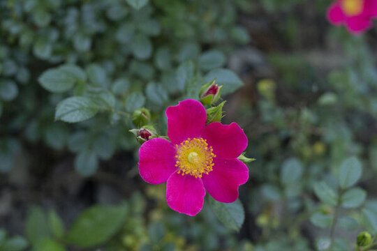 薔薇