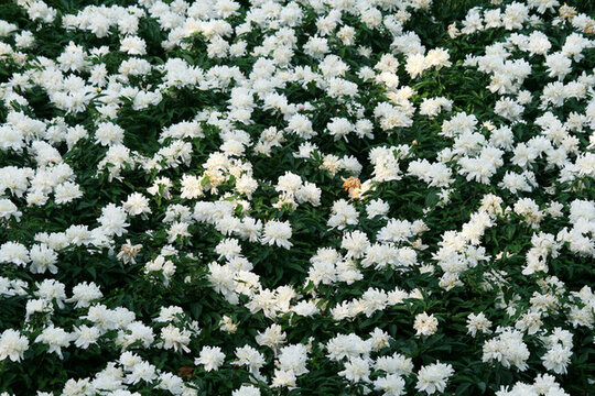 芍藥花