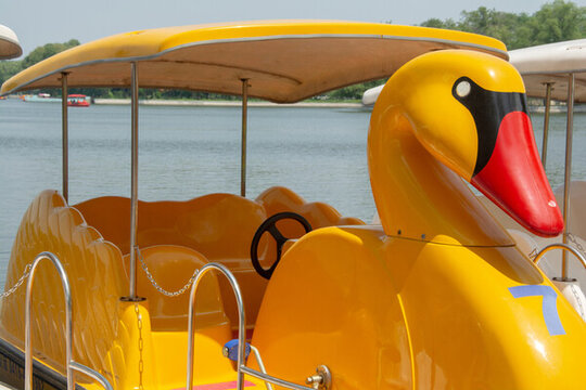 夏天公園人工湖旁的鴨子造型游船