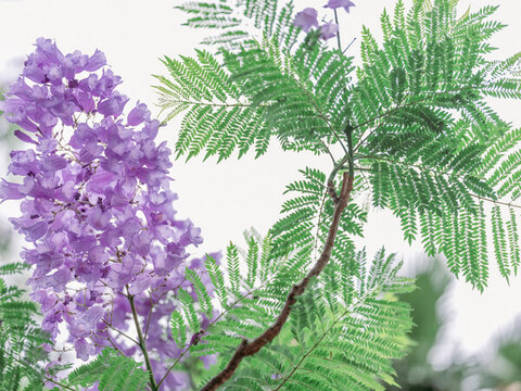 藍花楹