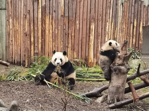 成都熊貓基地兩只熊貓