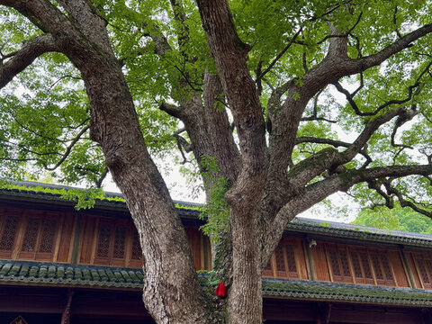 普陀山法雨寺古樹