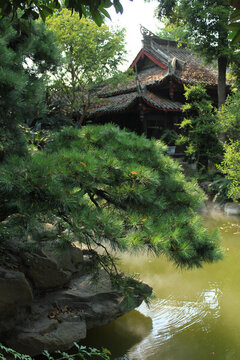 盆景黑松景觀