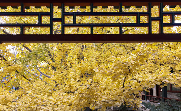銀杏樹(shù)古建筑