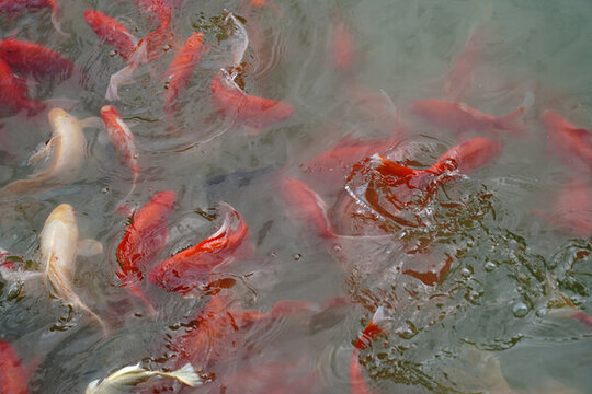 池塘錦鯉魚