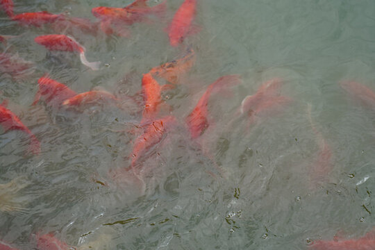 池塘錦鯉魚