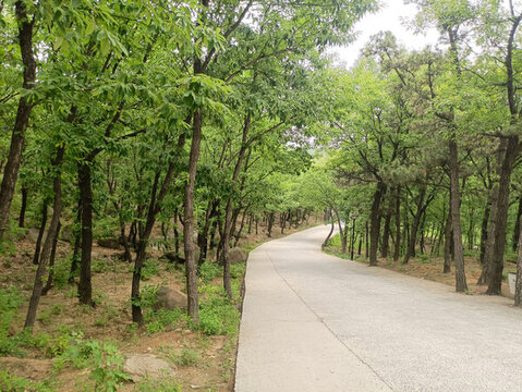山林