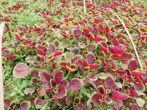 紅莧菜