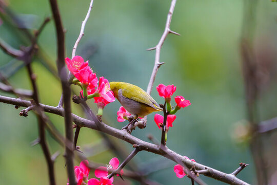 吃花蜜的灰腹繡眼鳥