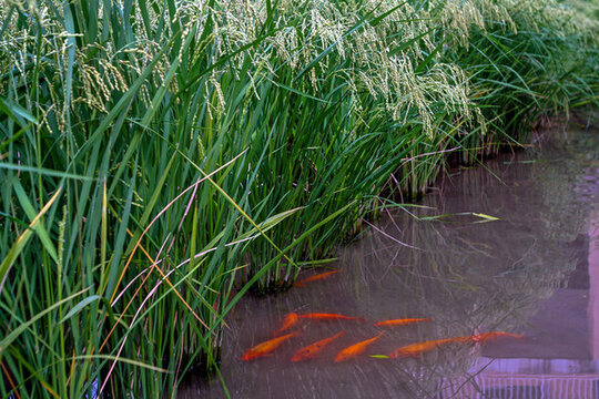浙江青田稻魚共生稻田養(yǎng)魚