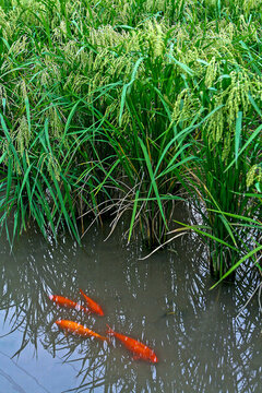 浙江青田稻魚共生稻田養(yǎng)魚